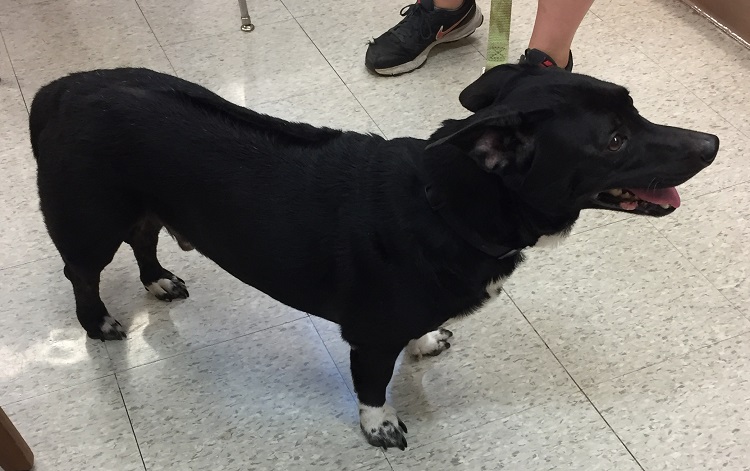 dog