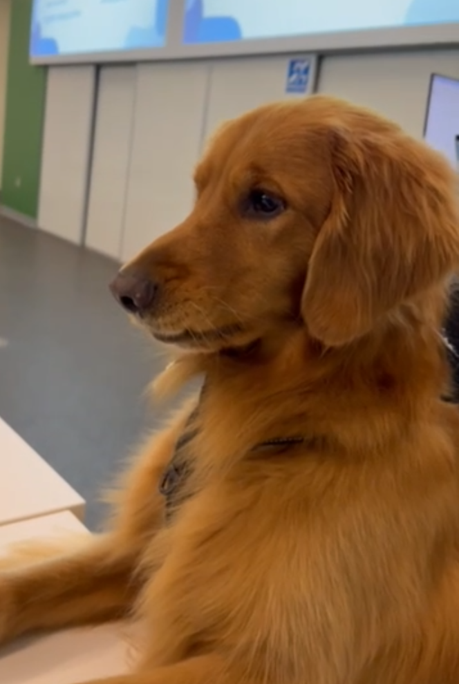 dog