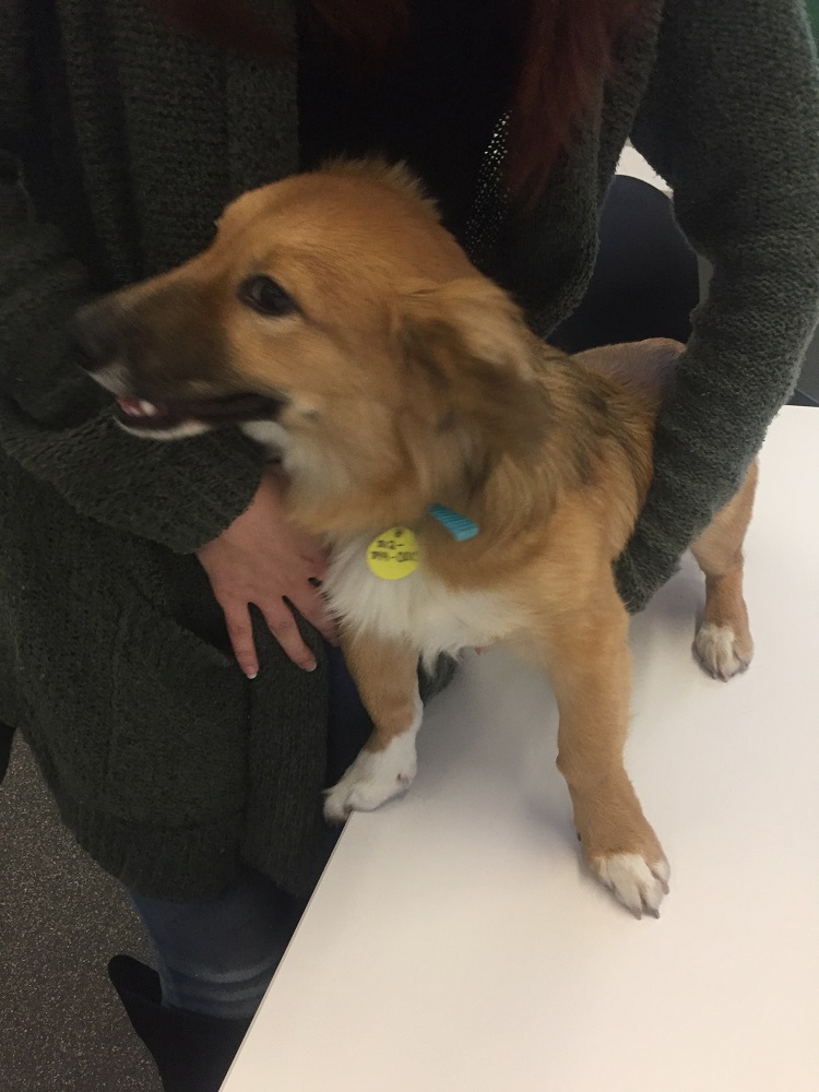 dog