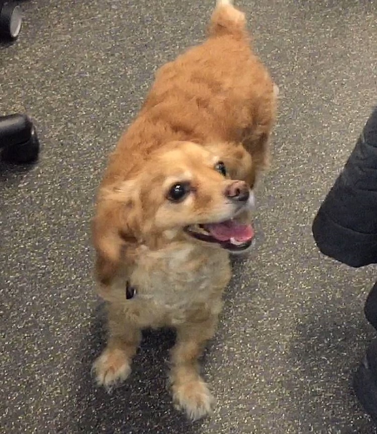 dog