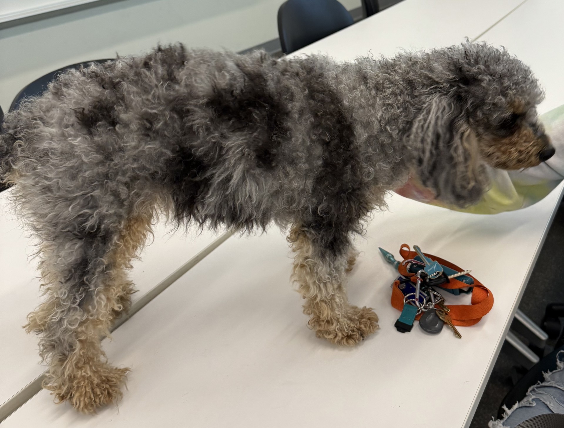 dog
