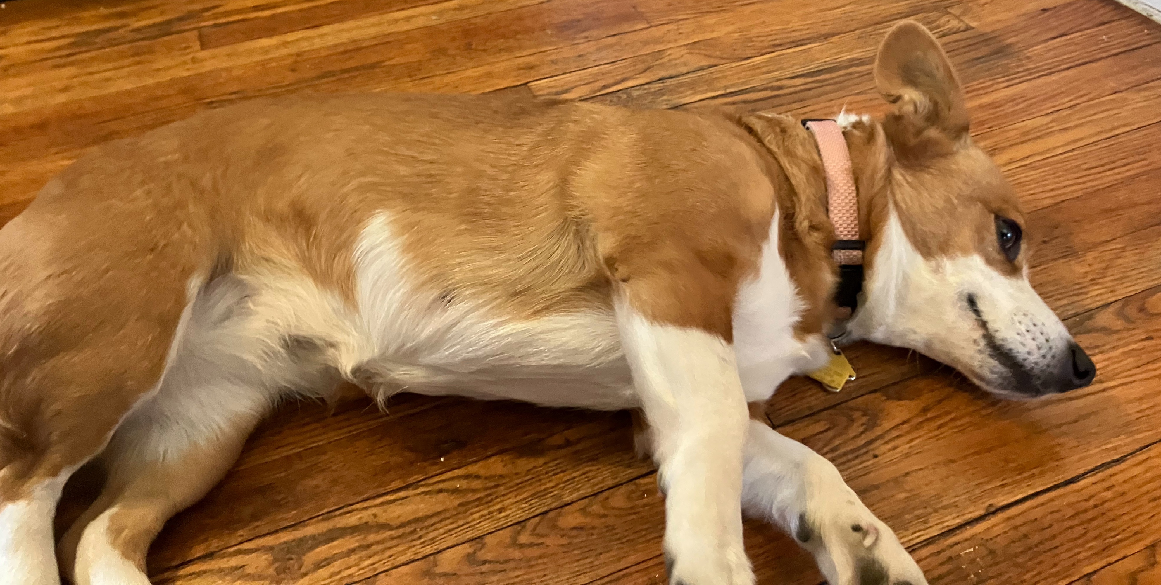 dog