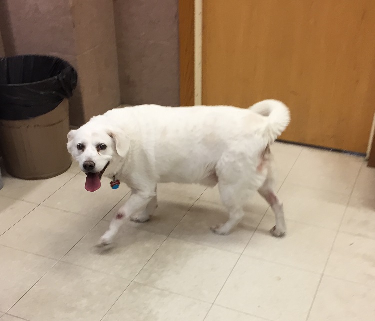 dog