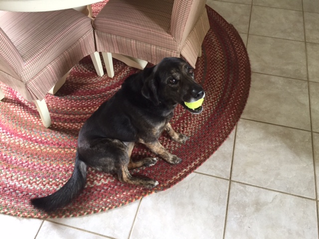 dog