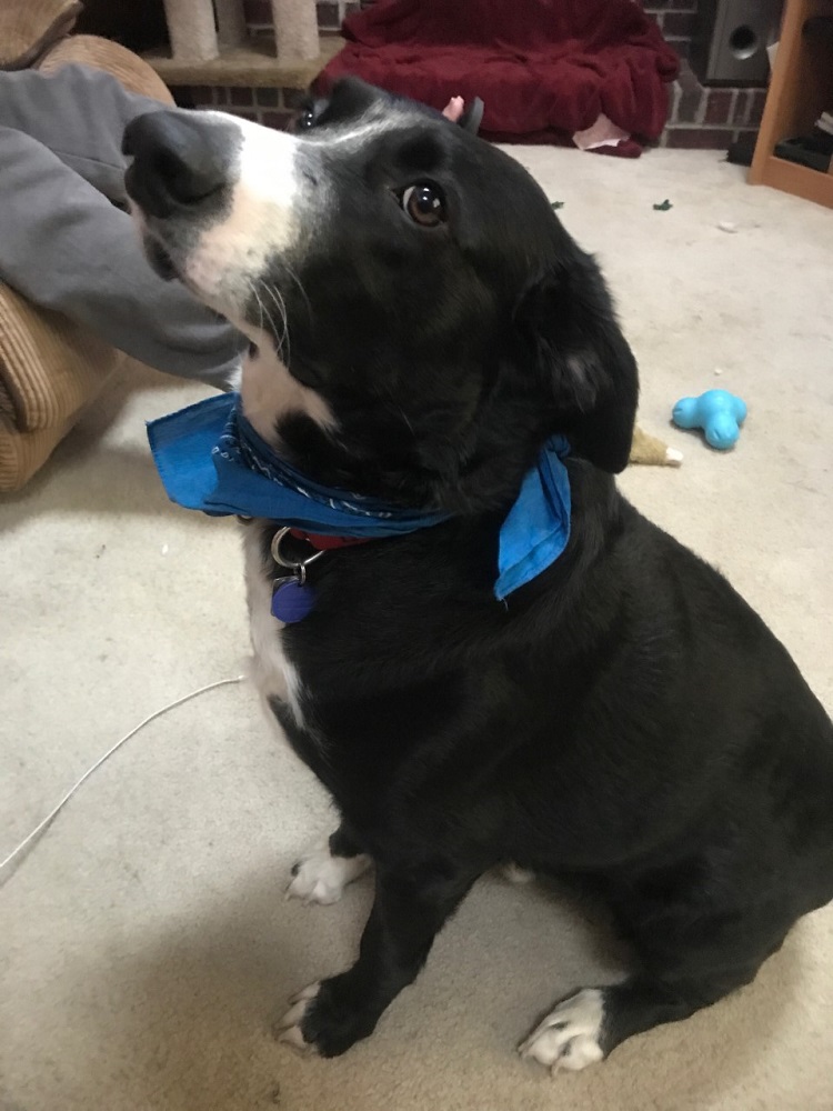 dog
