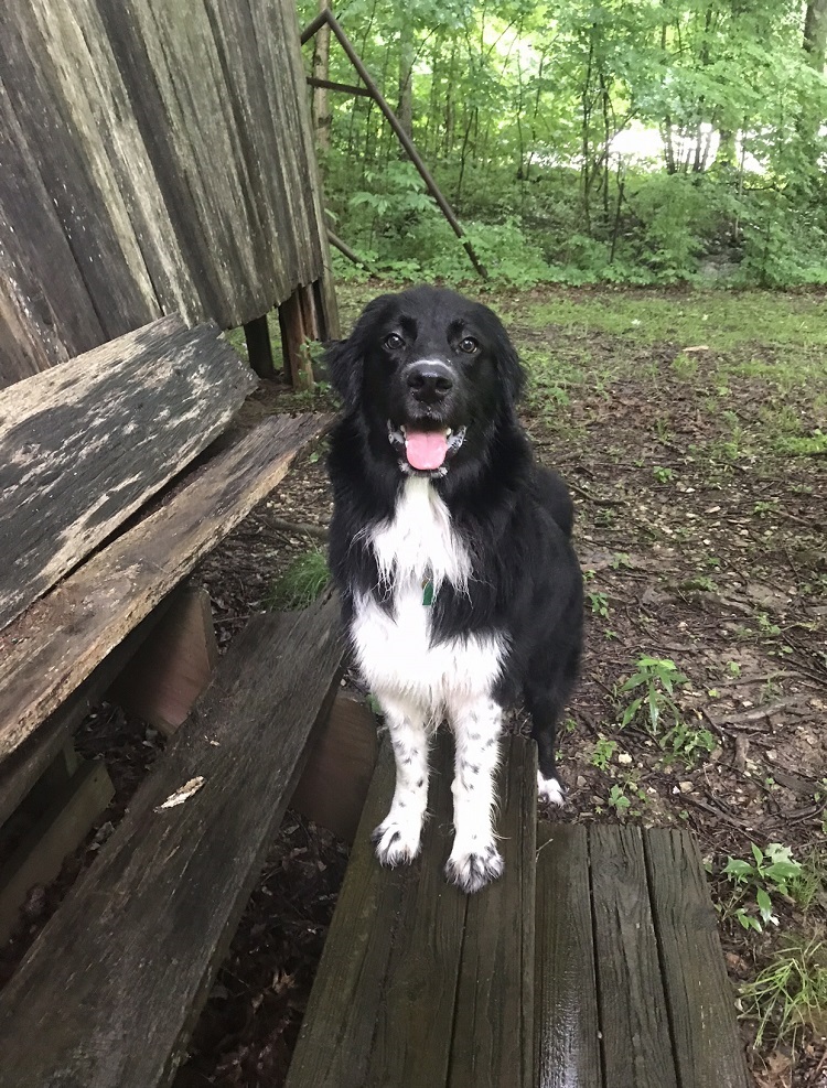dog