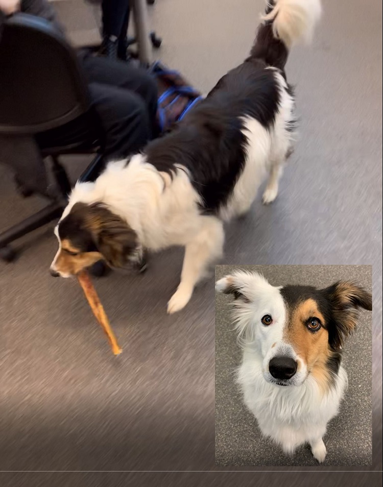 dog