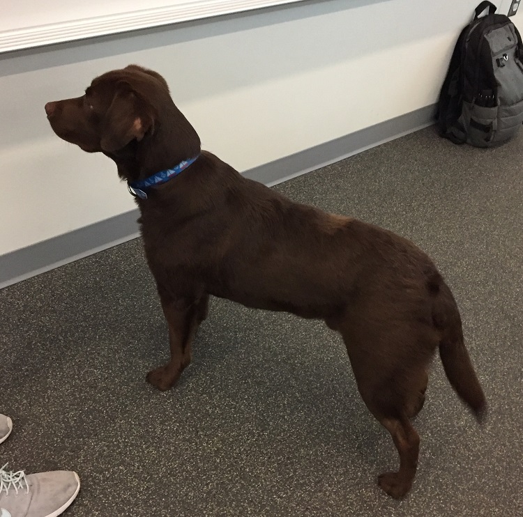 dog