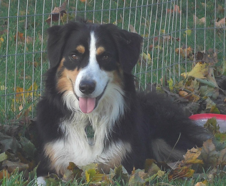 dog
