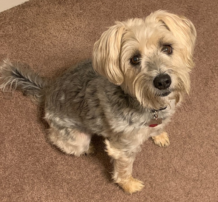 dog