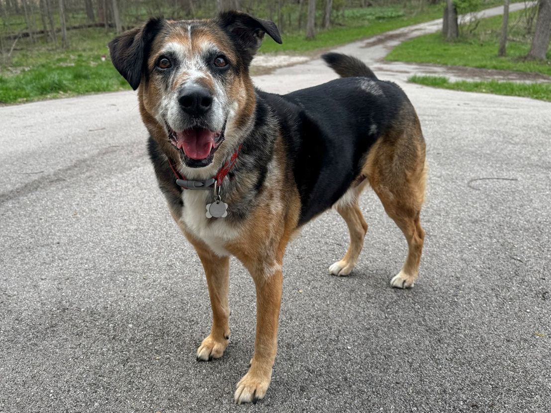 dog