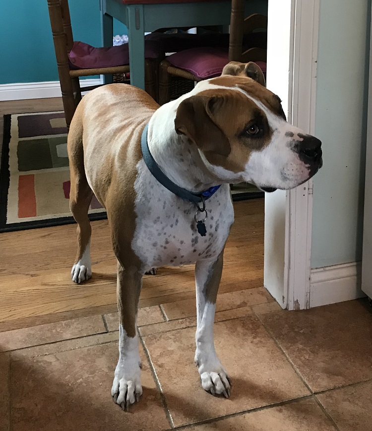 dog