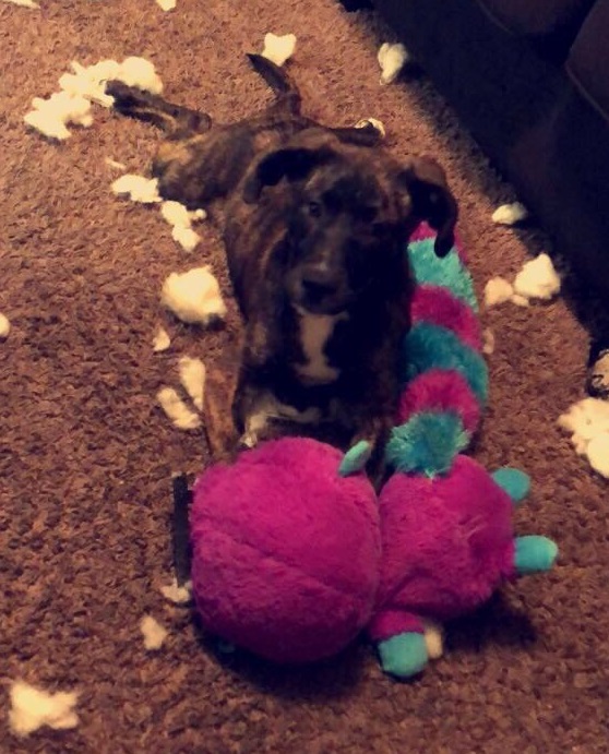 dog