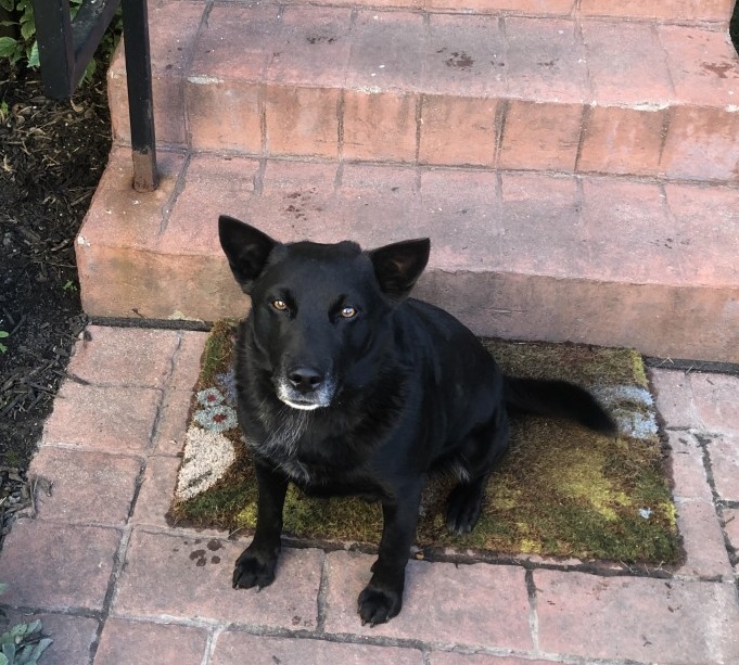 dog