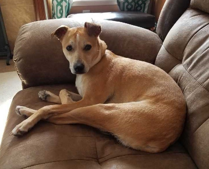 dog