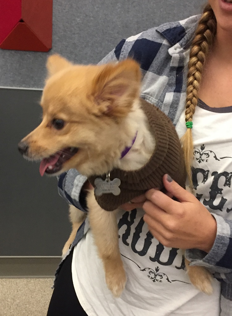 dog