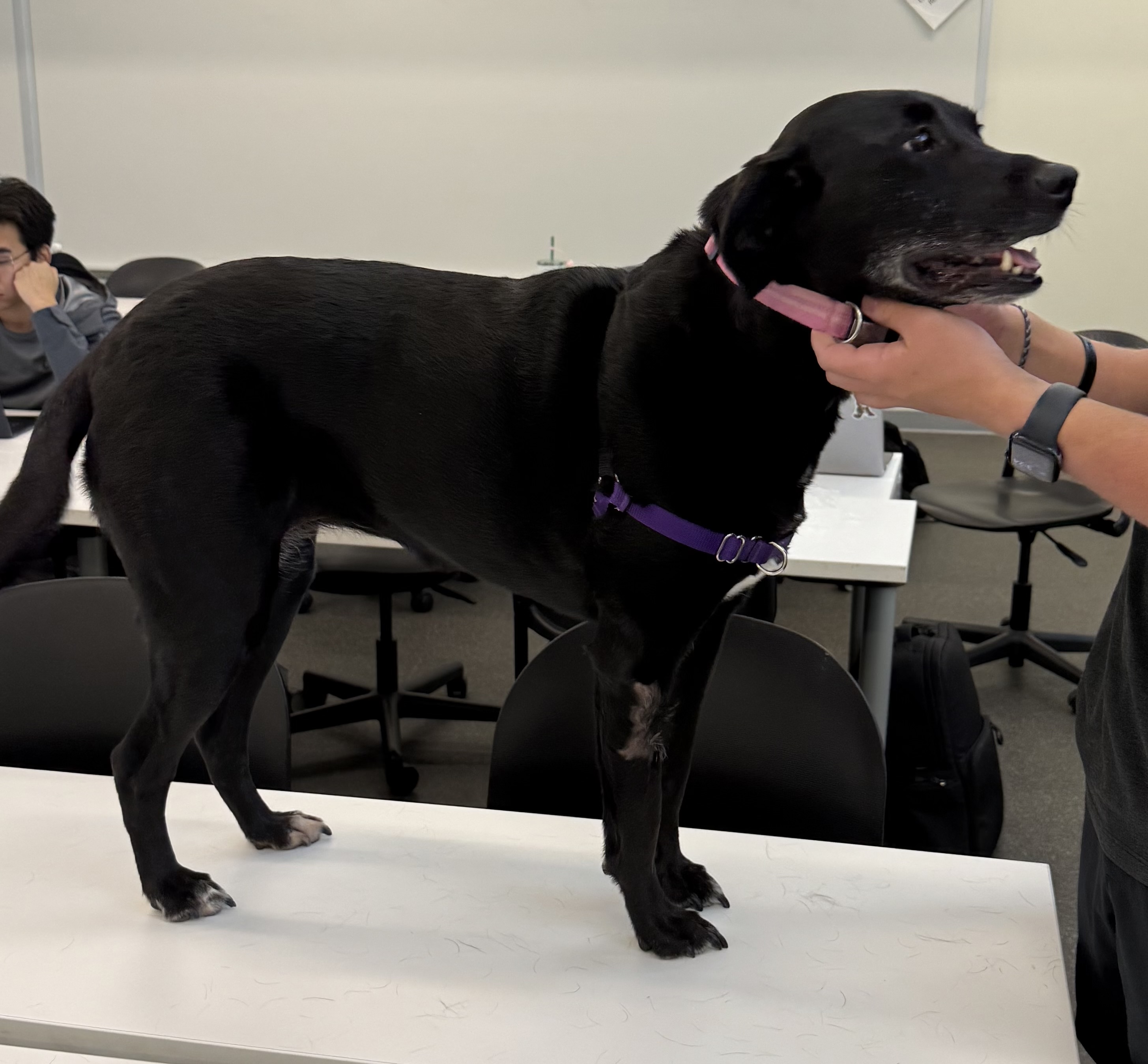 dog