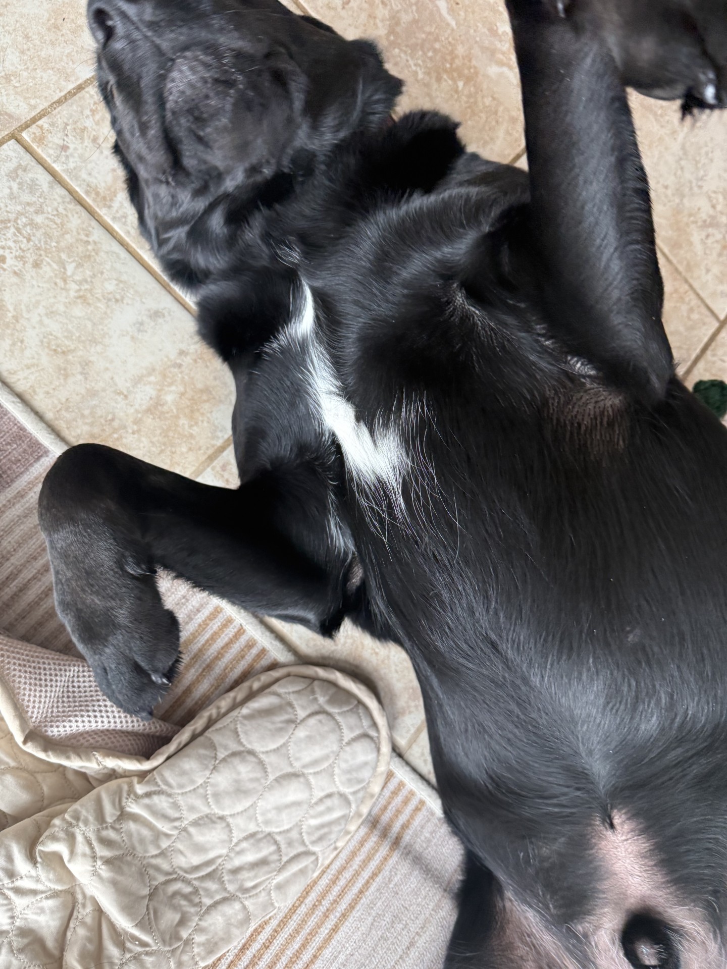 dog22