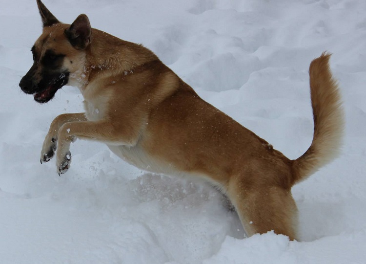 dog
