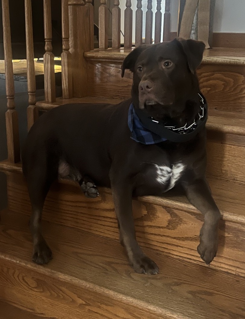 dog