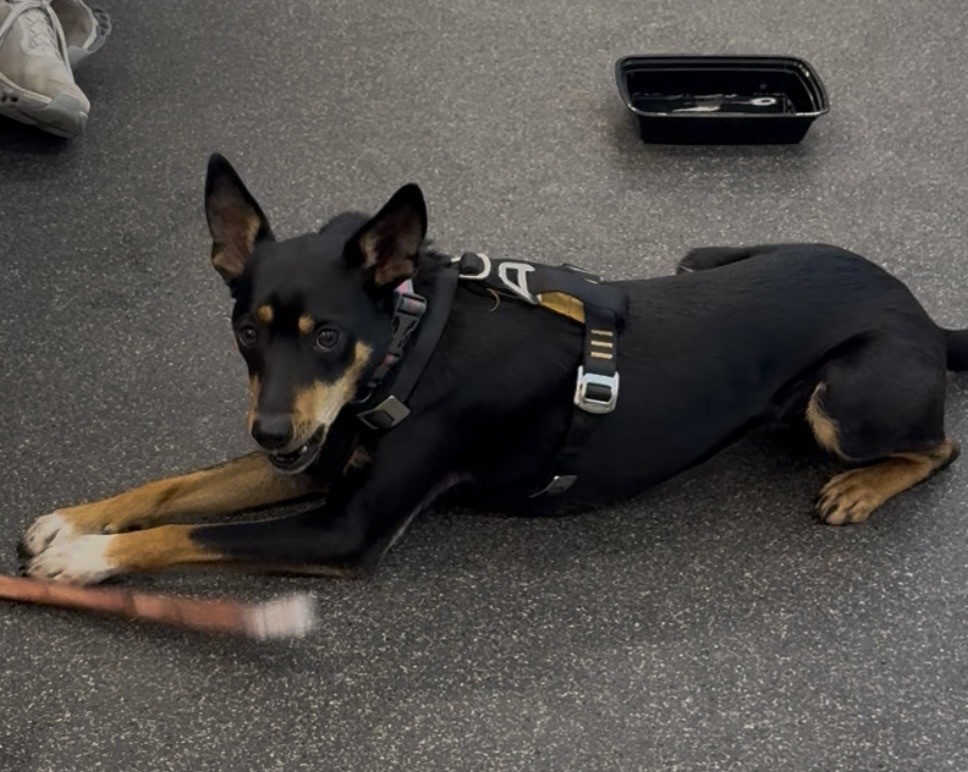 dog