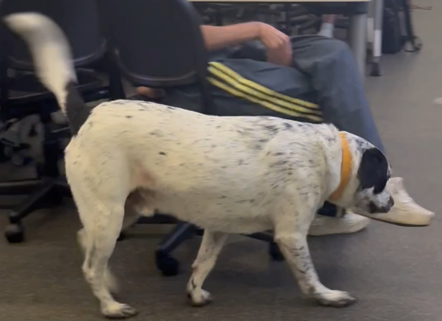 dog