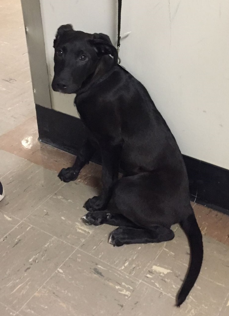 dog
