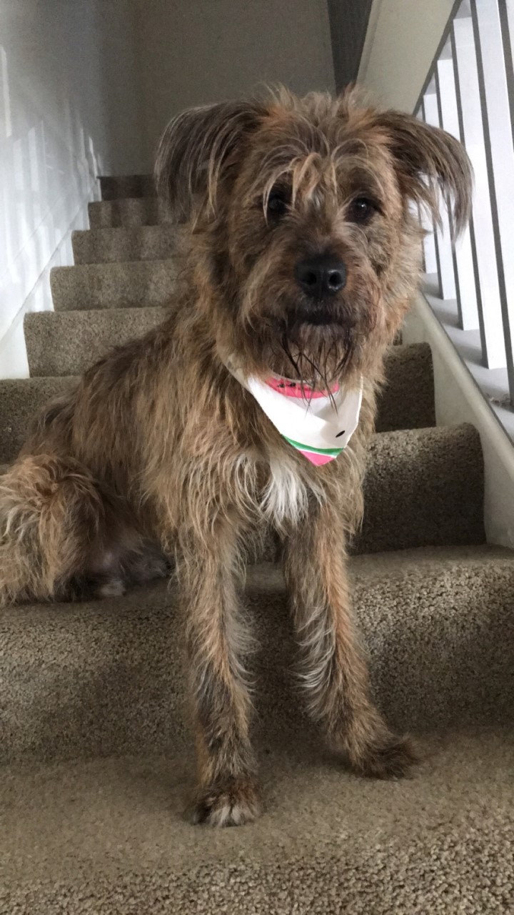 dog