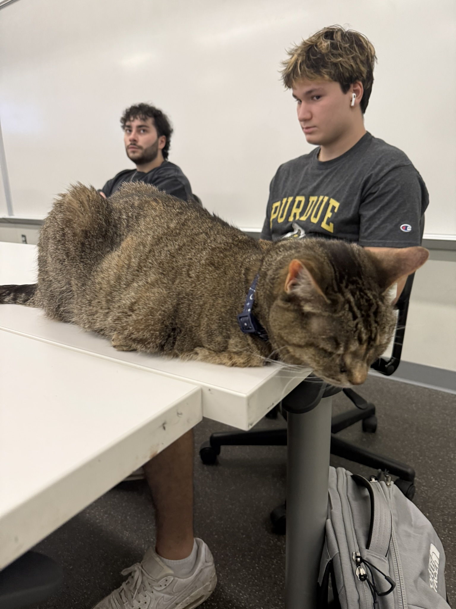 cat