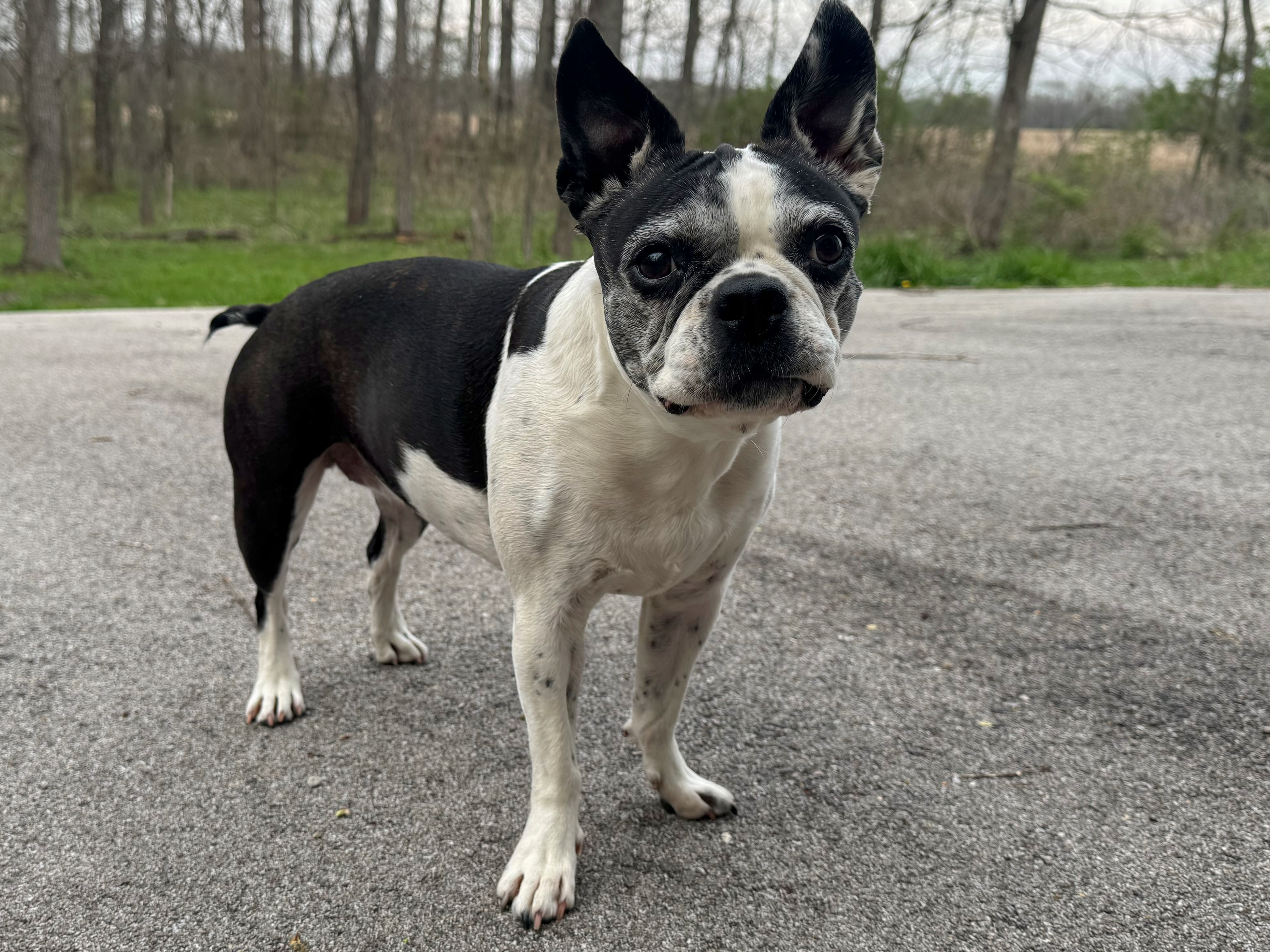 dog