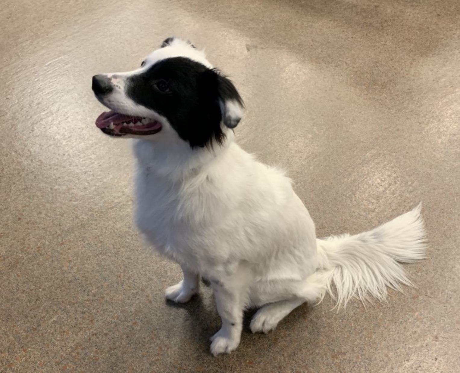 dog