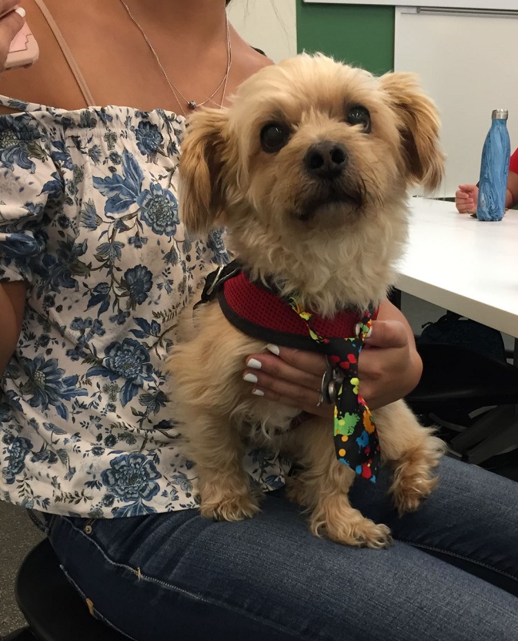 dog