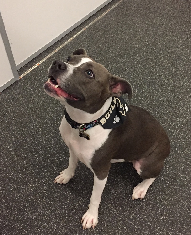 dog