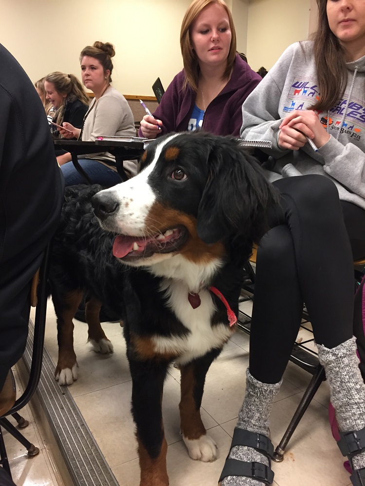 dog