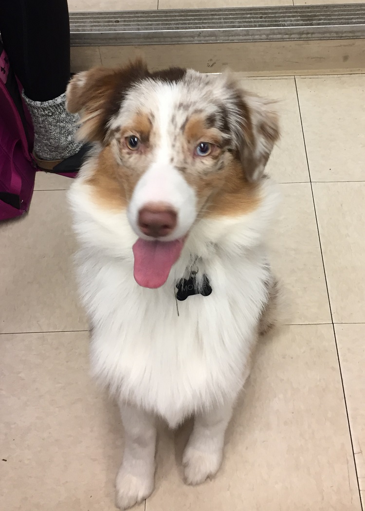 dog