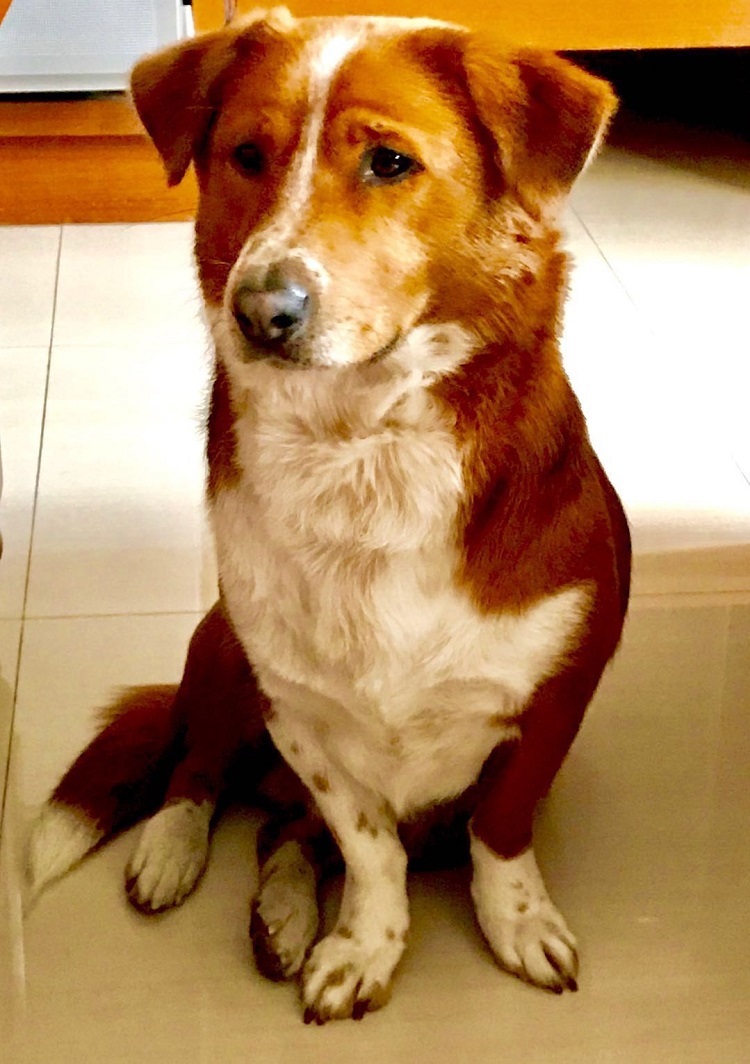 dog