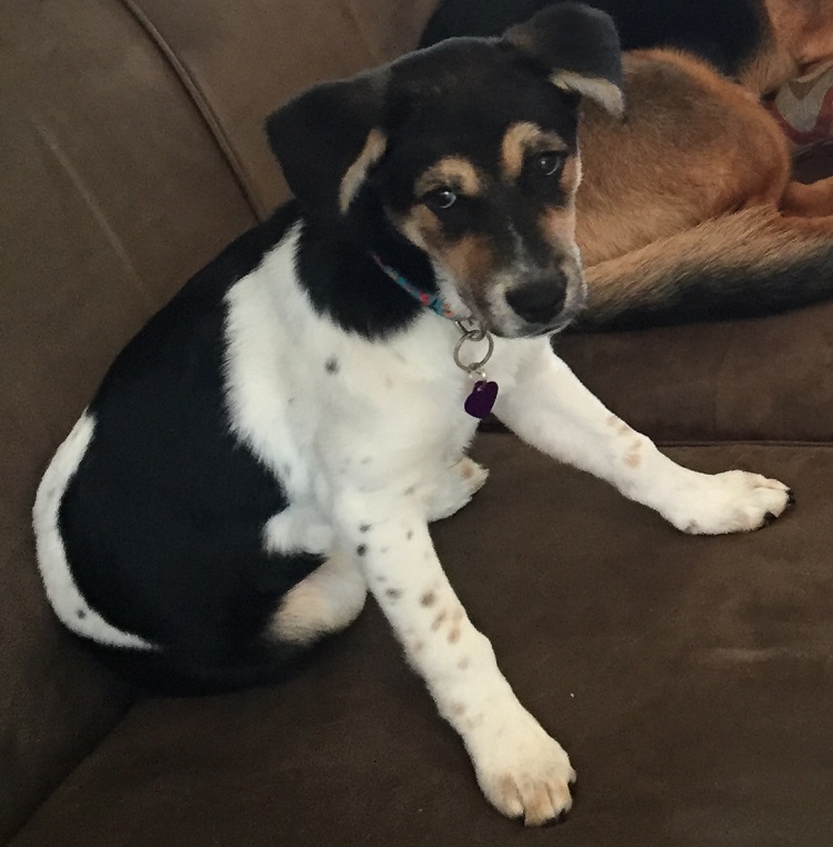 cora
