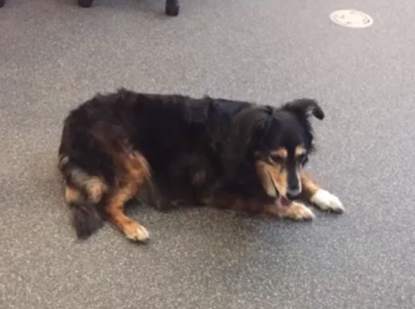 dog