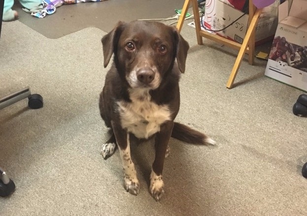 dog