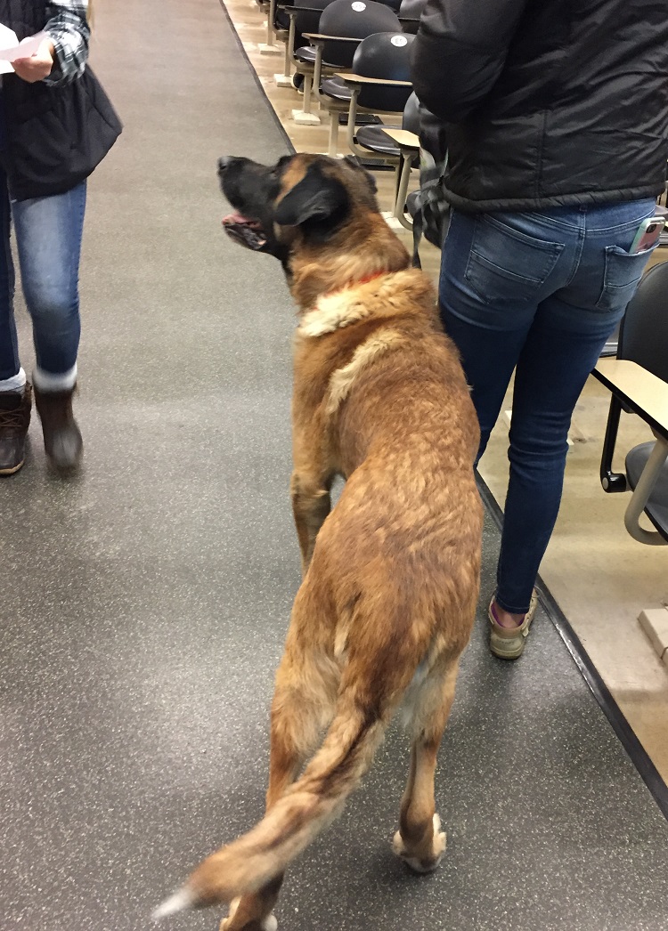 dog