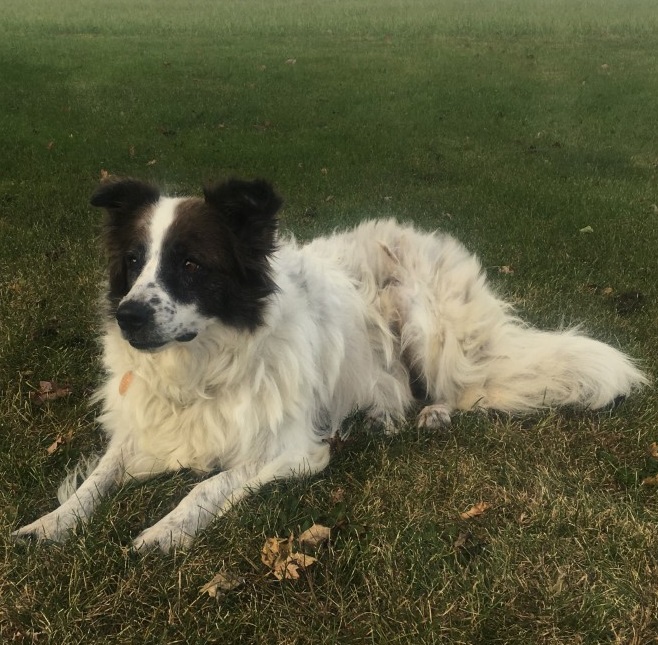 dog