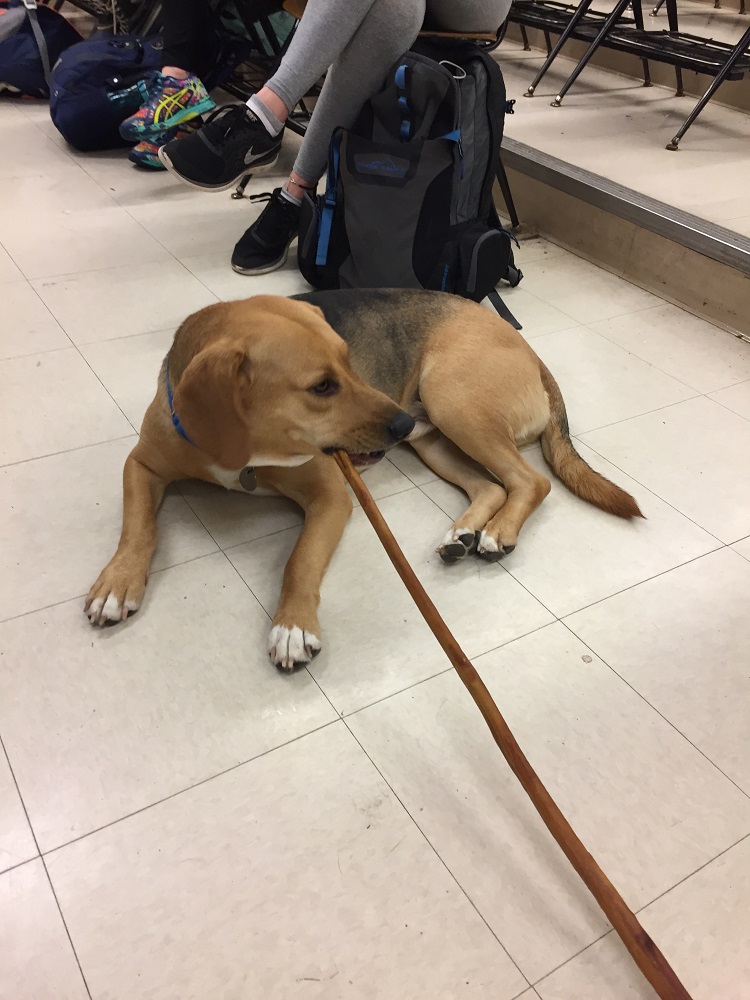 dog