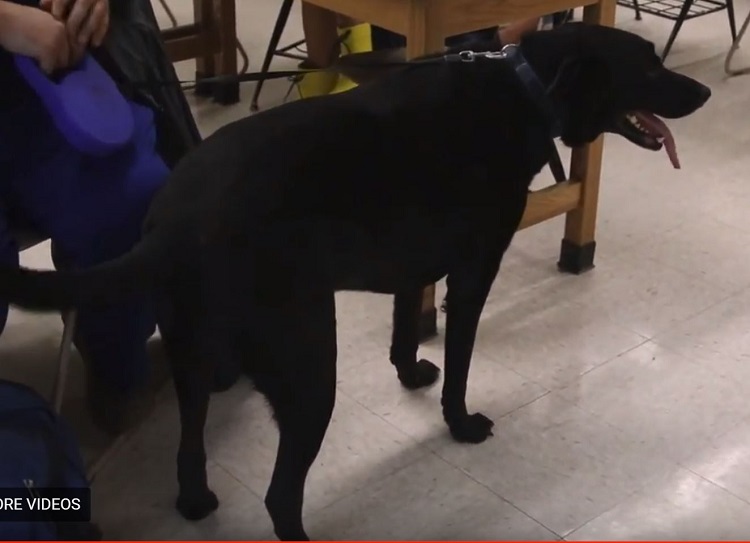 dog