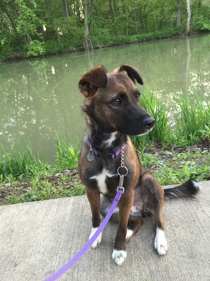 dog