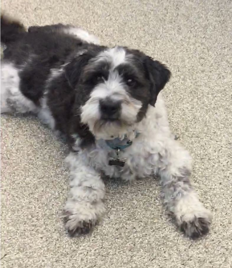 dog