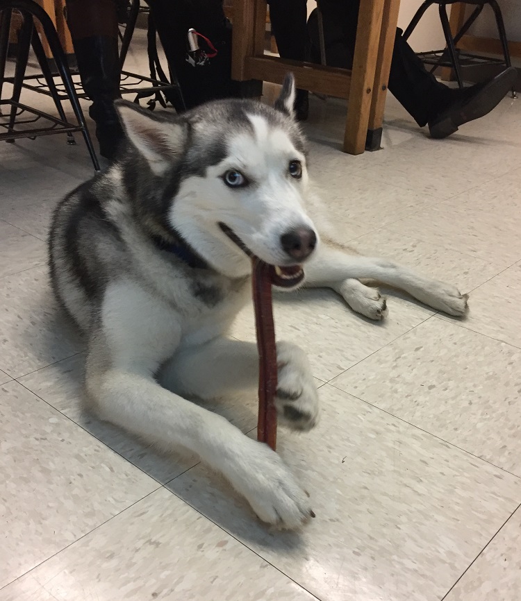 dog