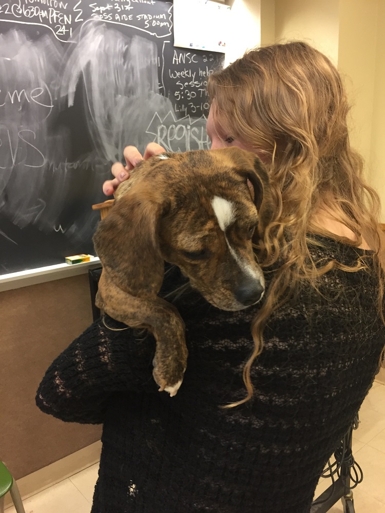dog