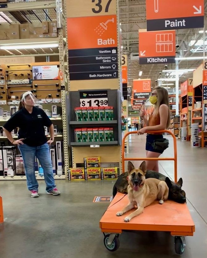 dogs