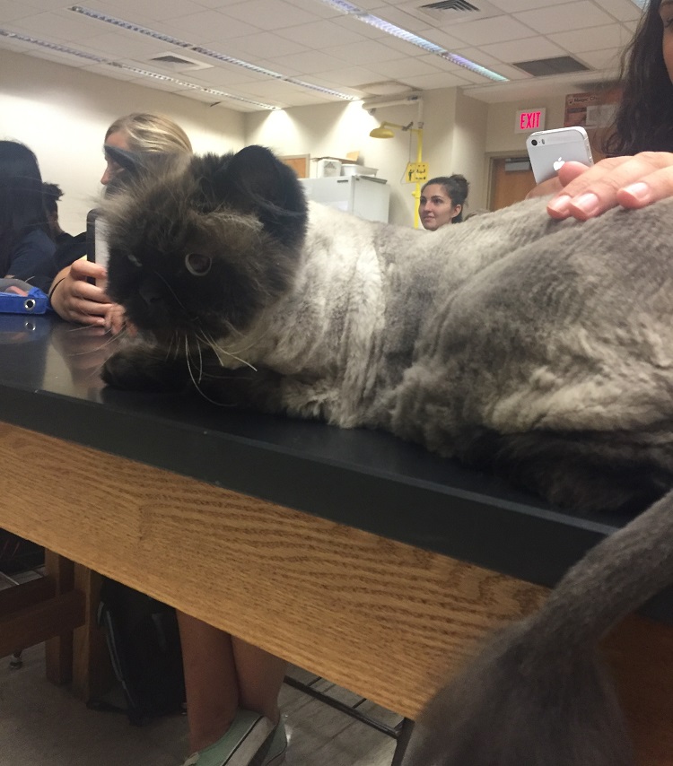 cat