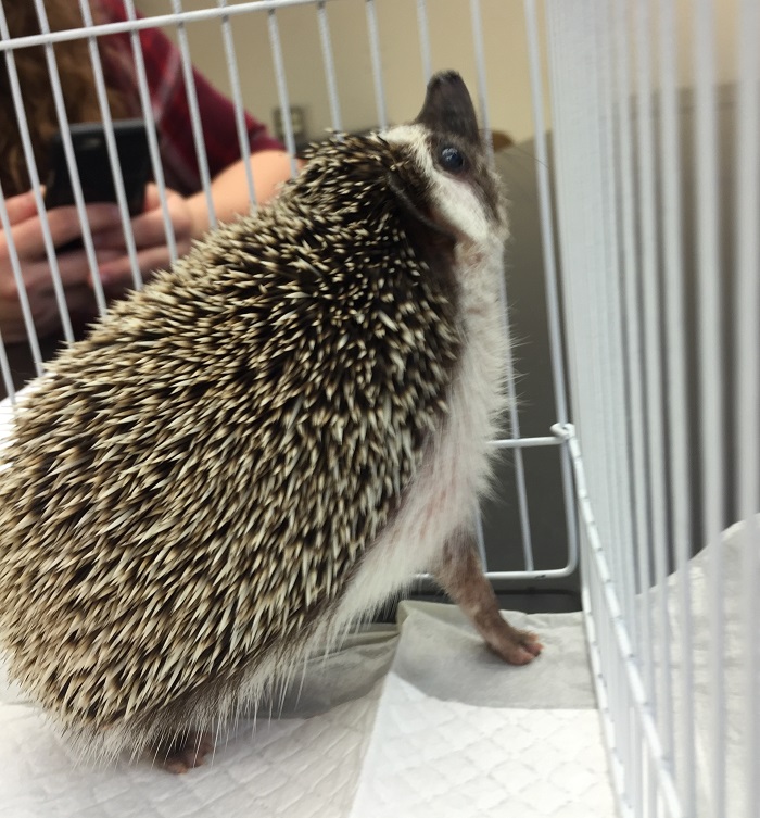 Hedgehog